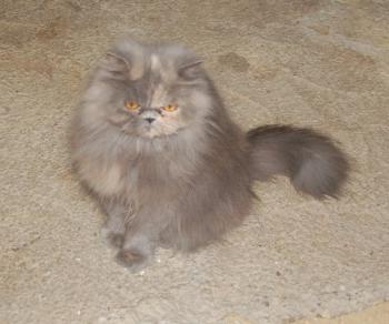 Xana Bild von Xana