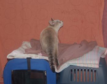 Keops Bild von Keops