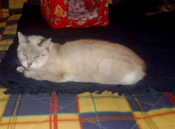 Keops Bild von Keops