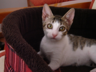 Bild von Pini