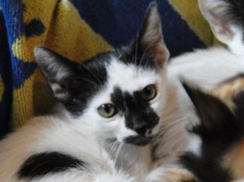 Asha Bild von Asha