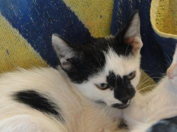 Asha Bild von Asha