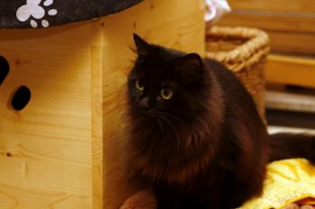 Alice Bild von Alice