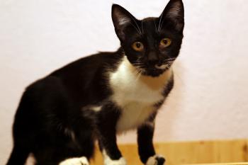 Molly Bild von Molly