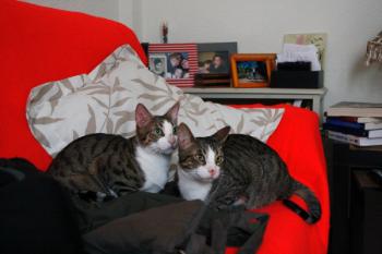 Brother Bild von Brother