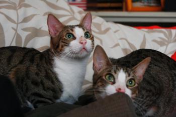 Brother Bild von Brother
