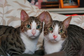 Brother Bild von Brother