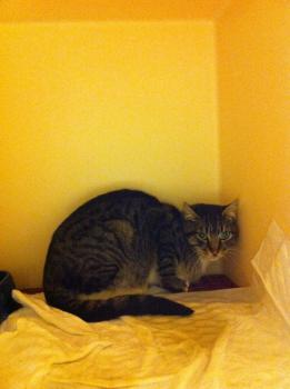 Leoncito Bild von Leoncito