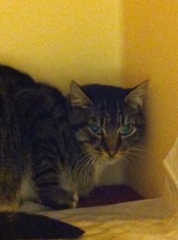 Leoncito Bild von Leoncito