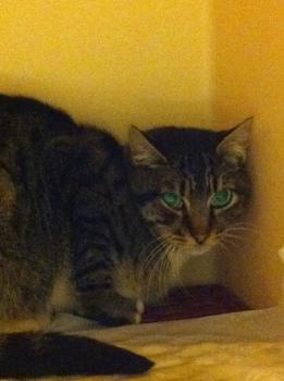 Leoncito Bild von Leoncito