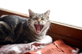 Felix Bild von Felix