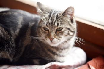 Felix Bild von Felix