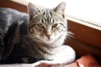 Felix Bild von Felix