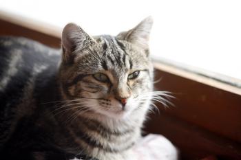 Felix Bild von Felix