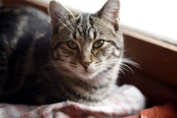 Felix Bild von Felix