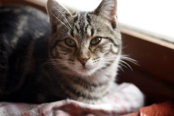 Felix Bild von Felix