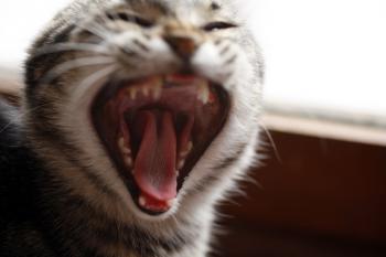 Felix Bild von Felix