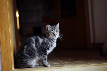 Felix Bild von Felix