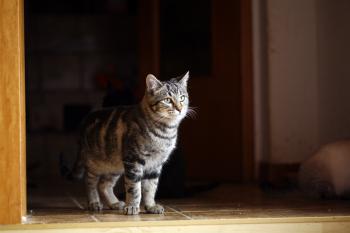 Felix Bild von Felix