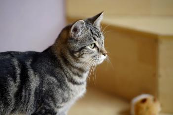 Felix Bild von Felix