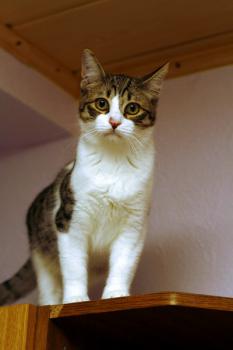Sneezi Bild von Sneezi