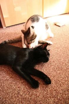 Pippin Bild von Tango