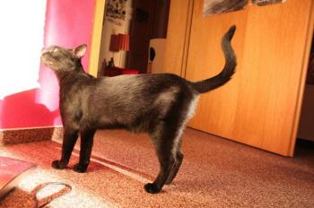 Pippin Bild von Tango