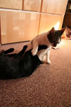 Pippin Bild von Tango