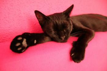 Pippin Bild von Tango