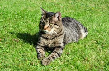 Bild von Cutie Pie