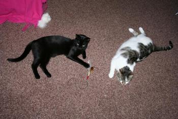 Pippin Bild von Tango
