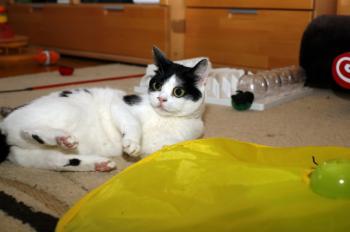 Mitxi Bild von Mitxi