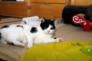 Mitxi Bild von Mitxi