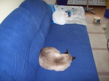 Pancho Bild von Pancho