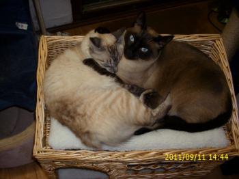 Bild von Sammy