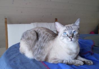 Dixie Bild von Dixie