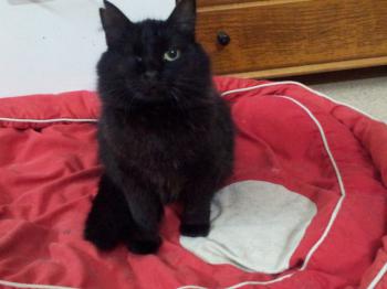 Nika Bild von Nika