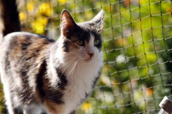 Trikinina Bild von Trikinina