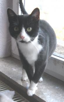 Melia Bild von Melia
