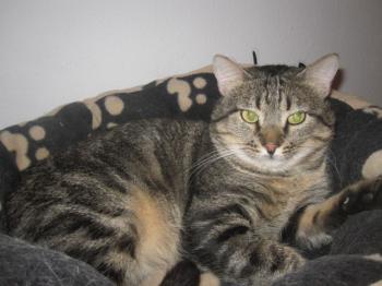Felix Bild von Felix
