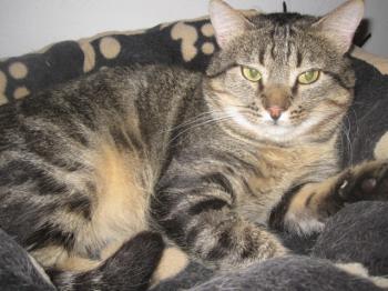 Felix Bild von Felix