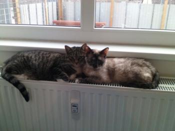 Mitze Bild von Mitze