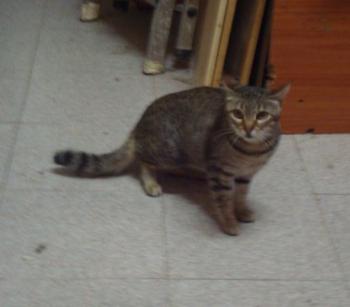 Tuki Bild von Tuki