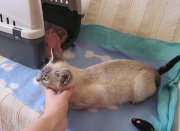 Mau Bild von Mau