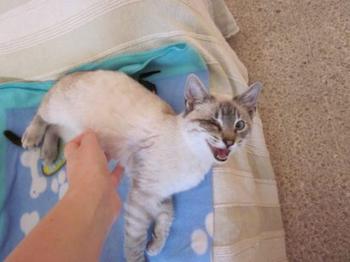 Mau Bild von Mau