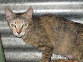 Suzette Bild von Suzette
