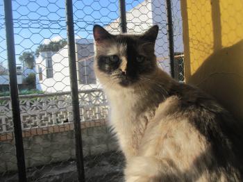 Arabella Bild von Arabella