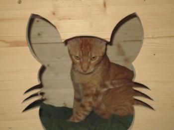 Dipsy Bild von Dipsy