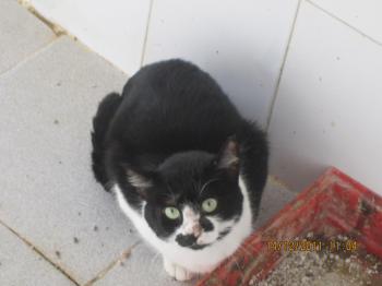 Bild von Tonki