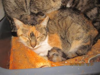 Susan Bild von Susan